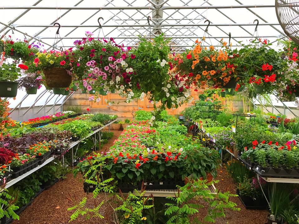great selections in our greenhouse - kslandscaping.net